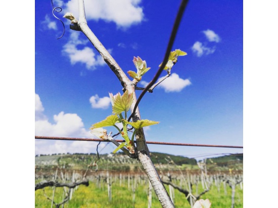 La natura si risveglia

#cantinecimaglia #vieste...