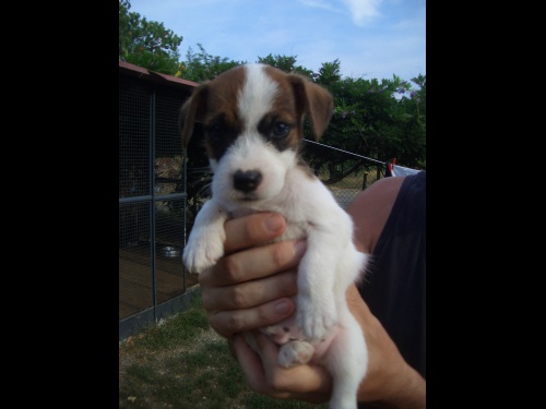 Jack Russell Terrier