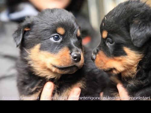 Cuccioli Rottweiler